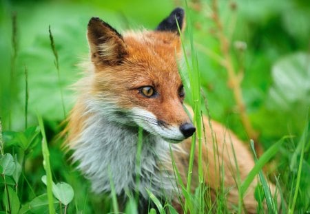 Fox - fox, dod, wary, grass, look