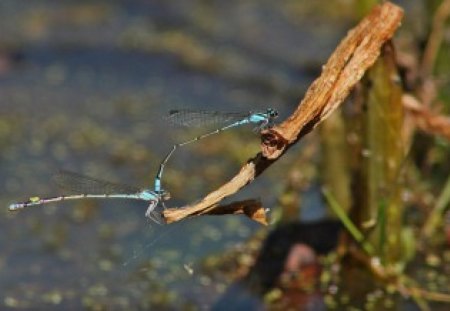 Dragonfly - two, dragonfly, mating, anisoptera