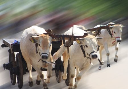 Oxen - oxen, cow, pulling, cart