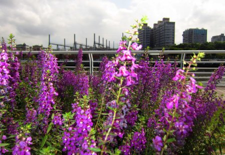 Riverside - flowers, cloud, buildings, riverside