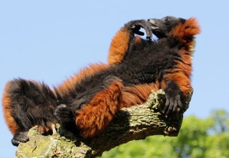 Red ruffed lemur - ruffed, lemur, monkey, red