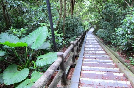 Hiking trails - hiking, plants, trails, surround the mountain