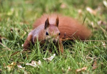 Red Squirell - rat, red, tree, squirell