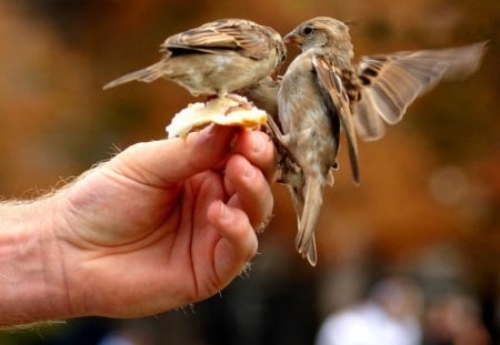 Sparrows - two, feeding, sparrow, hand