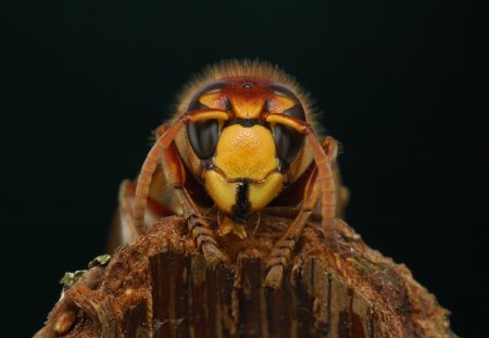 Wasp - wasp, black, eyes, yellow