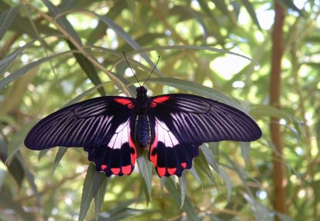 Butterfly - nature, insects, animals, butterflies