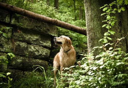 Dog - friend, animal, fence, pet, loyal, nature, dog