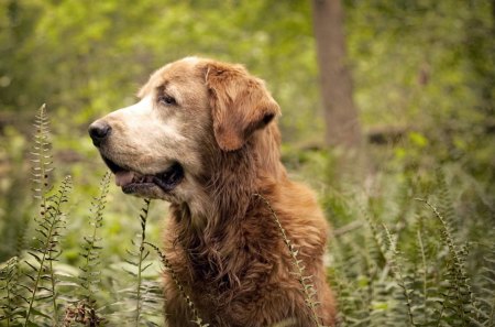 Dog - pet, animal, nature, dog, loyal, friend