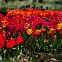 COLORFUL TULIPS