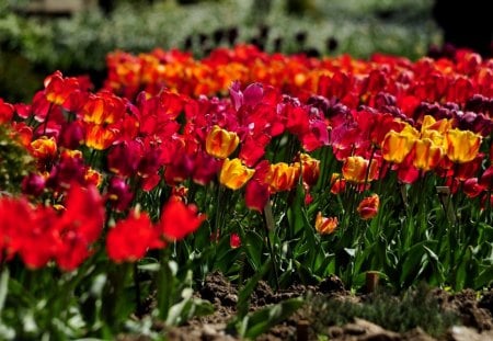 COLORFUL TULIPS - field, garden, tulips, colors