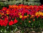 COLORFUL TULIPS