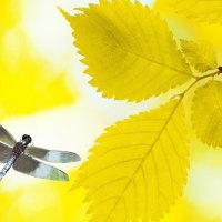 Golden Birch and Dragonfly