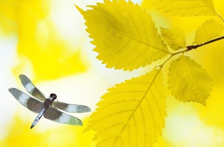 Golden Birch and Dragonfly - abstract, yellow, flying, gold, leaves, fall, birch, autumn, insect, dragonfly