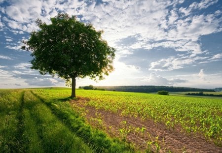 Lonely tree - nature, sky, cloud, field, tree, grass