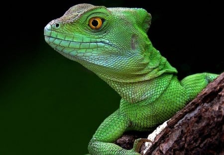 Lizard - lizard, animal, green, reptil