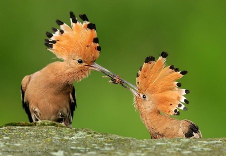 beautiful birds - food, mother, little bird, beautiful