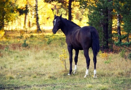 Black Horse - autumn, trees, forests, animals, black horse, horses, nature, beautiful, grass