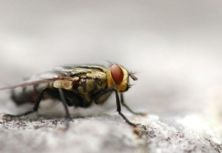 Fly - insects, nature, fly, flies, hd, wallpaper, animals