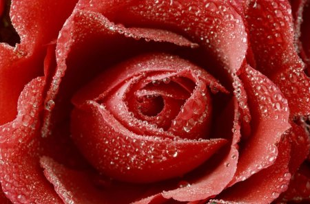 Frozen rose - autumn, rose, flower, red