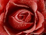 Frozen rose