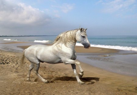 Free spirit - spirit, beach, freedom, sea, horse, grey stallion, nature, horses, hd, stallion, animals, wallpaper