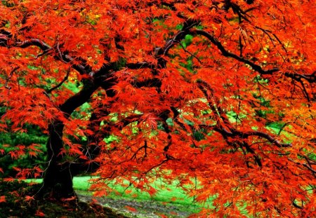 AUTUMN TREE - tree, forest, season, autumn