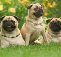 Pug Dogs Party