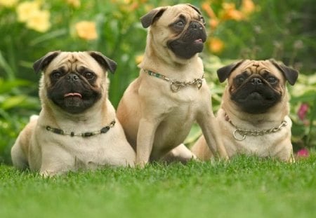 Pug Dogs Party - pug, mouth, legs, eyes, grass, tail, flowers, nose, dogs, trees, tan, small, daylight, three, body, ground, black, bush, nature, green, day, animals