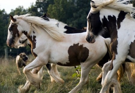 THE WILD ONES - paddock, trees, runners, fields, farms, horses, herds, groups, wild