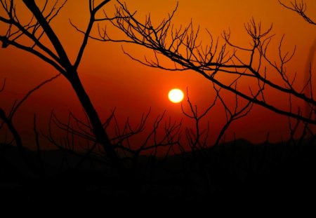 FABULOUS SUNSET - nature, branches, tree, sunset