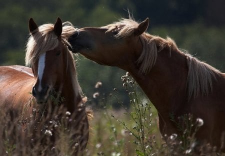 SWEET NOTHINGS - love, fields, forests, meadows, secrets, horses, affection, dandelion, flowers, friends, grass