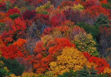 New England Fall Colors