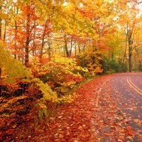 Fall Road