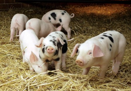 Friendly Pigs - pork, pigs, babies, piglets