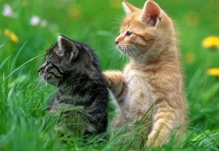 Kittens - cats, friends, grass, kittens