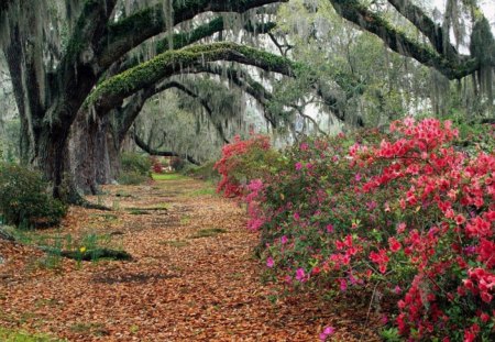 The Wonder of Nature - flowers, trees, red, leaves