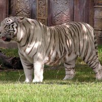 GREAT WHITE TIGER