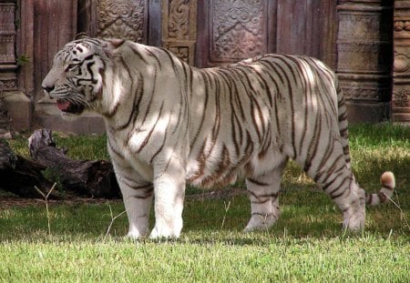 GREAT WHITE TIGER - rare, endangered, cats, temples, predators, giants