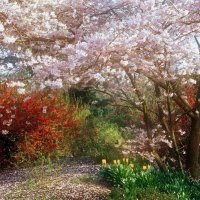 CHERRY BLOSSOM WALK