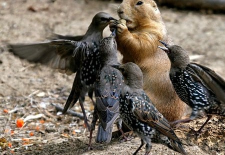 Who's Food is is? - eating, woodchuck, animals, groundhog, stealing, food, birds