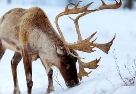 Reighndeer or Caraboo? - hooves, animal, winter, antlers, caraboo, deer, snow