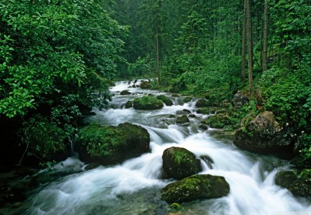 Forest River - trunk, trees, water, rock, moss, forest, daylight, leaves, river, white, nature, green, flowing, day, limbs