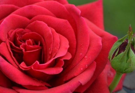 Red Beauty - roses, flower, red, beautiful