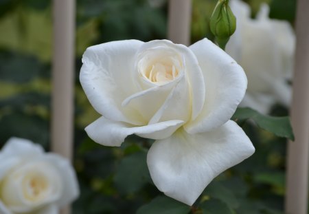 White Rose - white, pretty, rose, flower