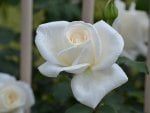 White Rose