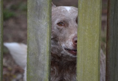 garnet - dogs, love, animals, photography