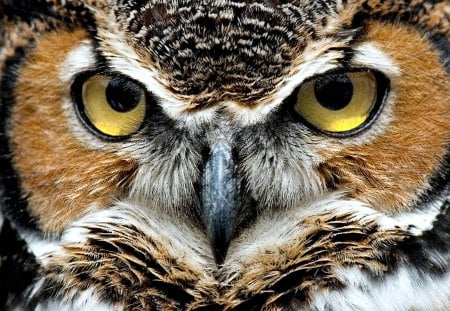 Owl in Stare Down - owl, eyes, yellow, stare