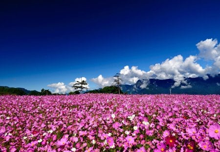 Field of Flowers - pretty, summer, blue, splendor, daisy, landscape, flowers field, pink, flowers, daisies, purple, view, field, pink flowers, field of flowers, sky, clouds, trees, purple flowers, fields, beautiful, summer time, beauty, colors, lovely, tree, nature, mountains, peaceful