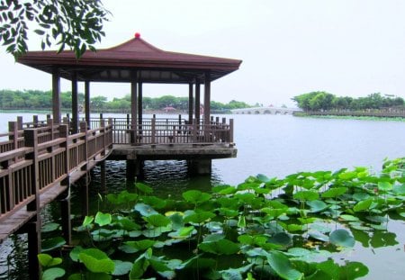 Lotus lake - lotus, lake, wooden trail, pavilion