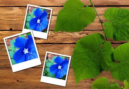 flower - photo, leaves, flower, blue